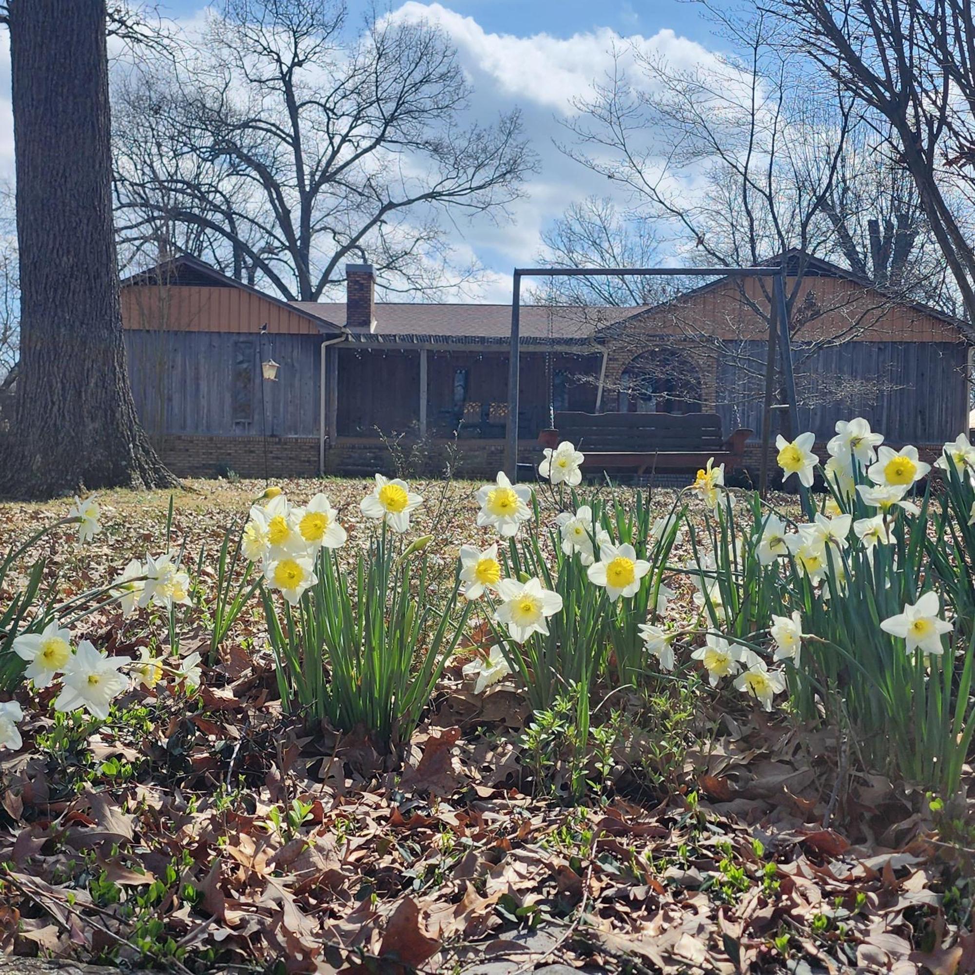 Sisters On Sycamore B&B Russellville Екстериор снимка