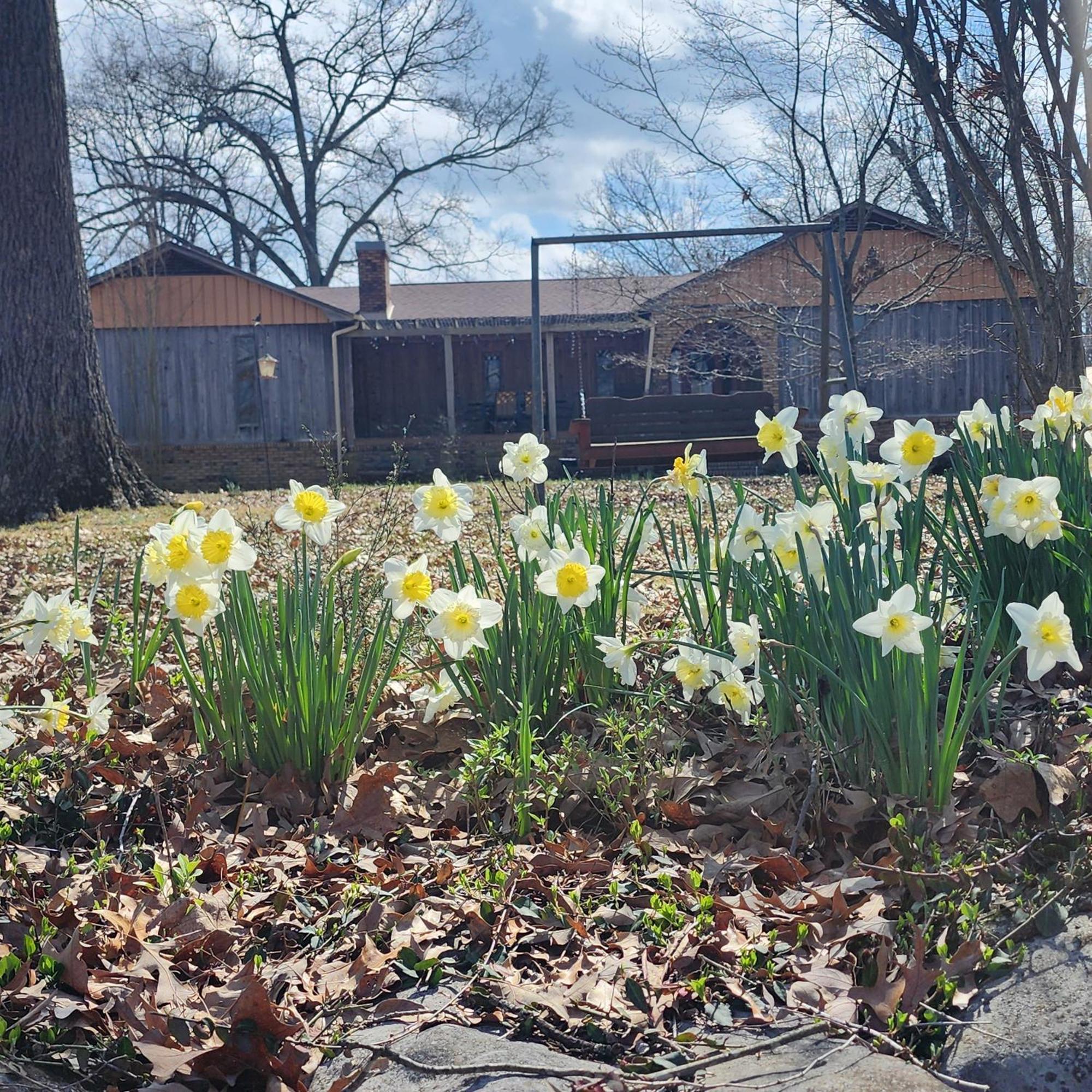 Sisters On Sycamore B&B Russellville Екстериор снимка